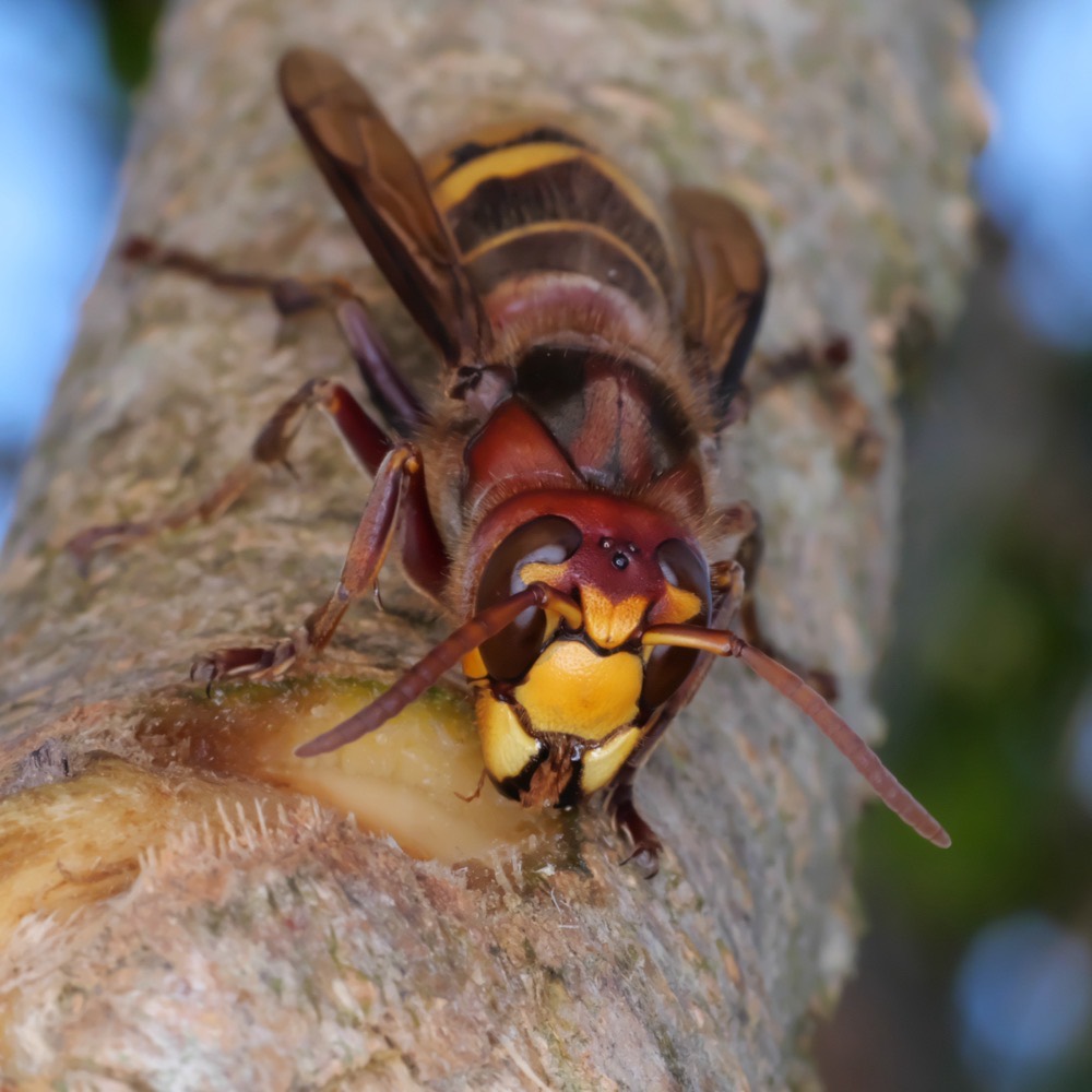 Nahaufnahme einer Hornisse – Vespa crabro