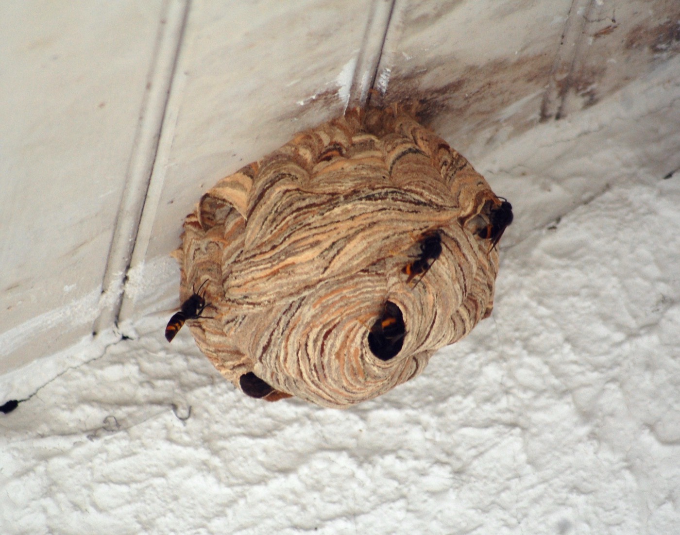Hornissennest in einer Zimmerecke an einer hellen Hauswand