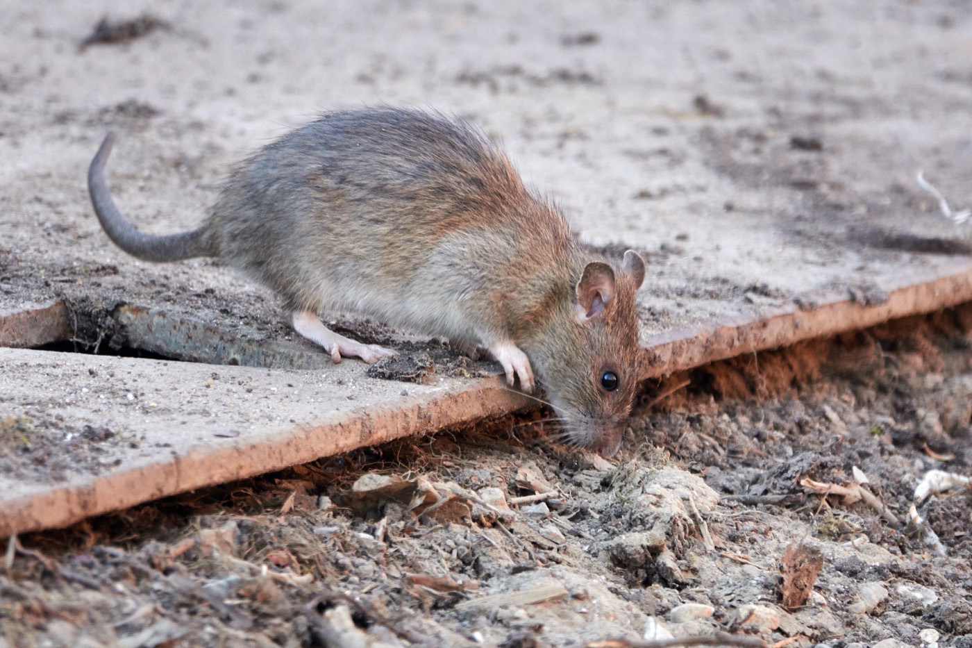 Wanderratte sucht Nahrung an einer Betonkante