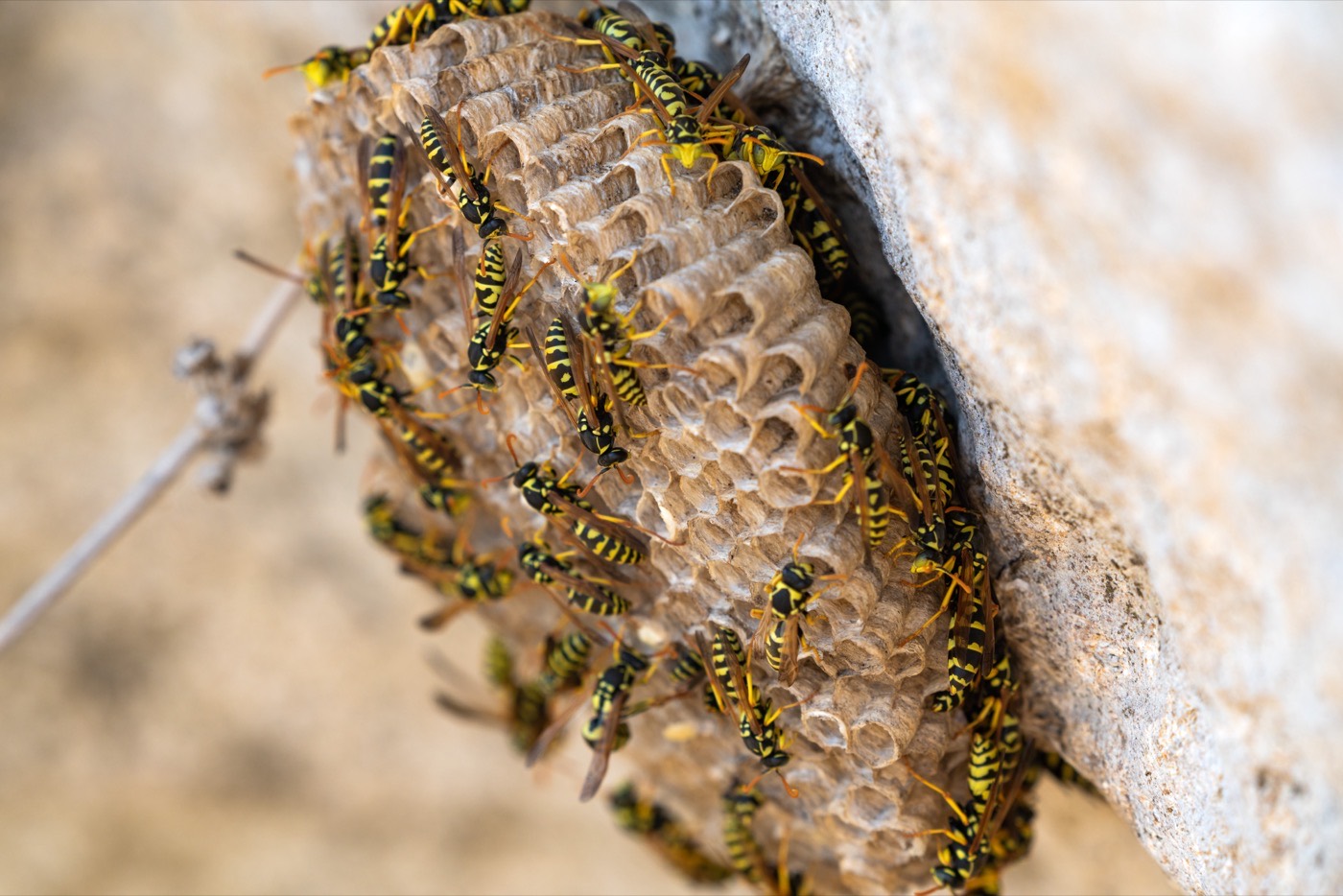 Wespennest an einer Mauer, dicht besetzt mit Wespen